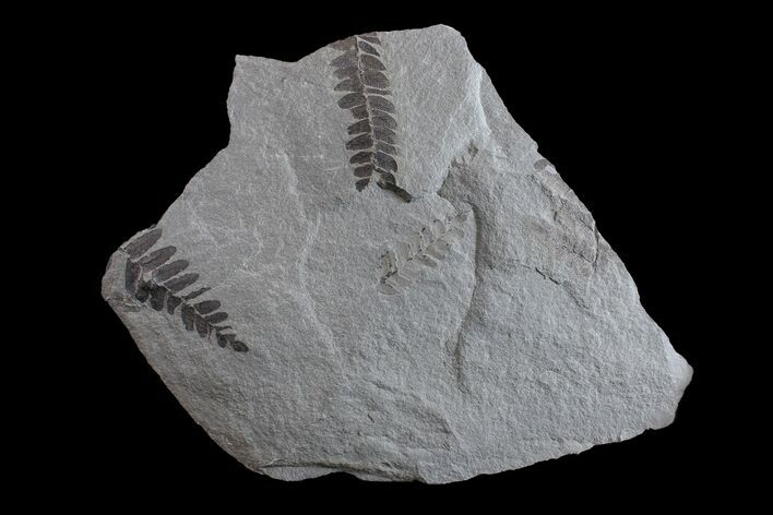 Fossil Fern (Neuropteris & Macroneuropteris) Plate - Kentucky #154732